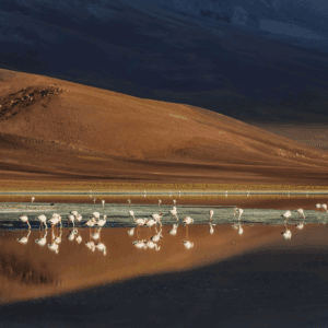 Flamingoes at Sunrise