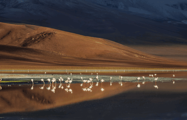 Flamingoes at Sunrise