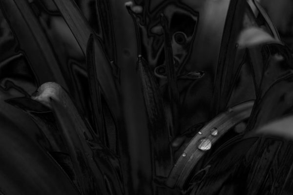 Black Pearl 2