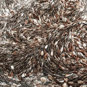 Marée de Saint Jacques