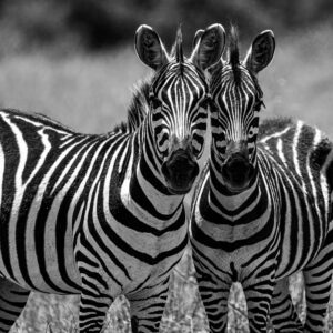 Zebras