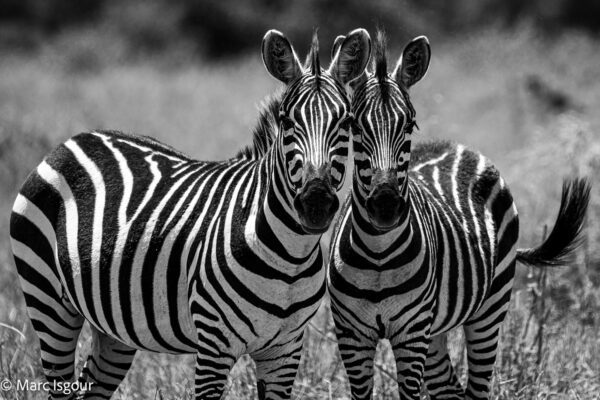 Zebras
