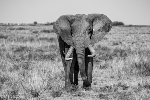 KENYA 6