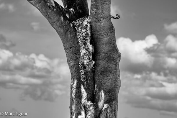 KENYA 7