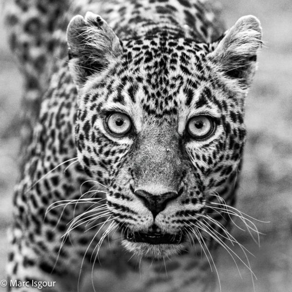 KENYA 8