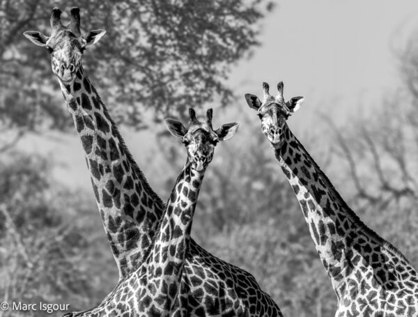 KENYA 9