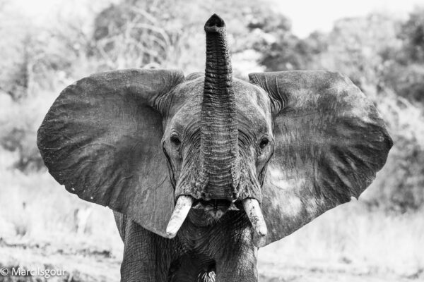 KENYA 44