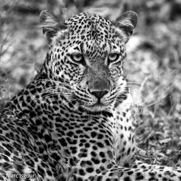KENYA 51