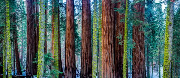 Millenium Forest