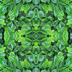 Duckweed Drops Anamorphose I