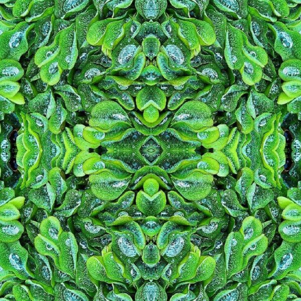 Duckweed Drops Anamorphose I