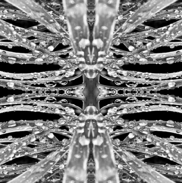 Mercury Drops anamorphose I : Edition de 3 : 1-2-3