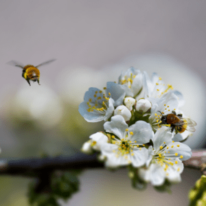 Abeilles