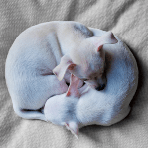 Chiens blancs